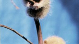 slow loris babies