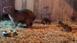 Capybara babies at Toronto High Park Zoo