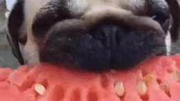 pug eating watermelon