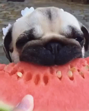 pug eating watermelon