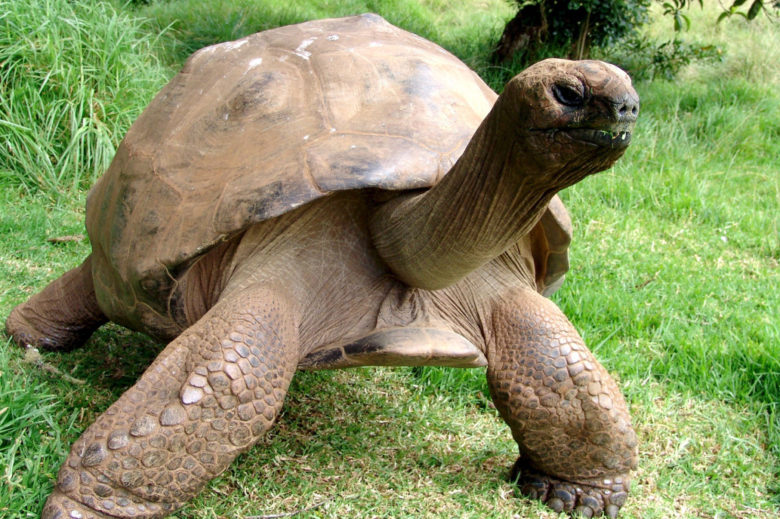 Jonathan the gay tortoise of St Helena