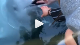 Beluga returns phone