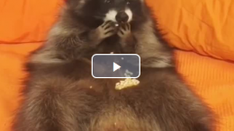 raccoon eating