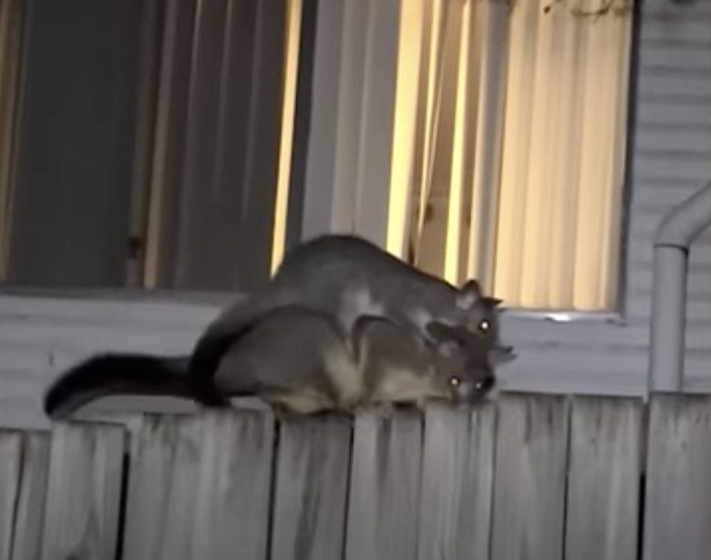 Baby Possum and its mom 